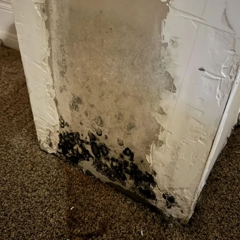 Professional Mold Removal in Brown County, KS